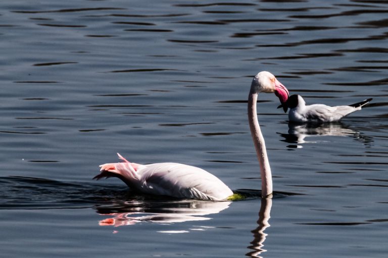 Flamencos en la Laguna de Fuente de Piedra en Antequera