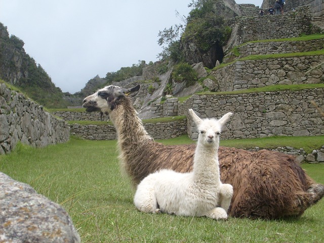 Llamas en Machu Picchu