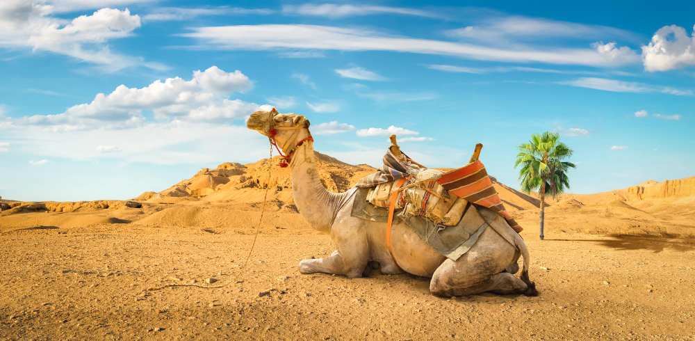 Camello sentado en las arenas del desierto