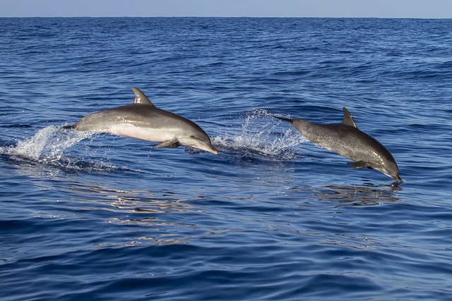 Delfines saltando en el Atlántico