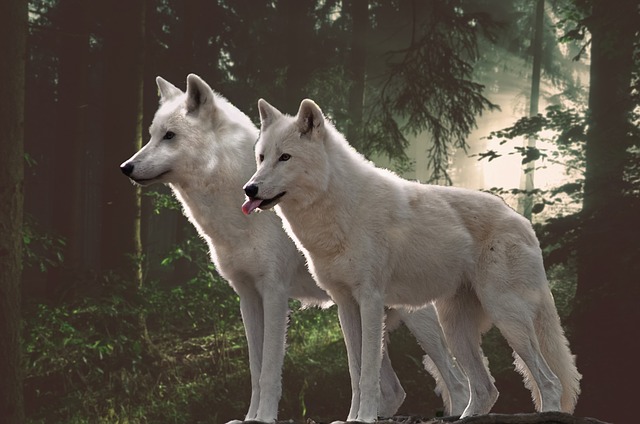 pareja de lobos en el ártico