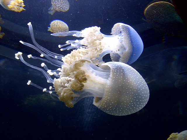 medusas en océano