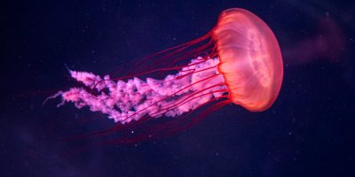 Preciosa medusa roja en el océano