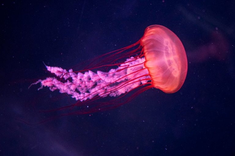 Preciosa medusa roja en el océano