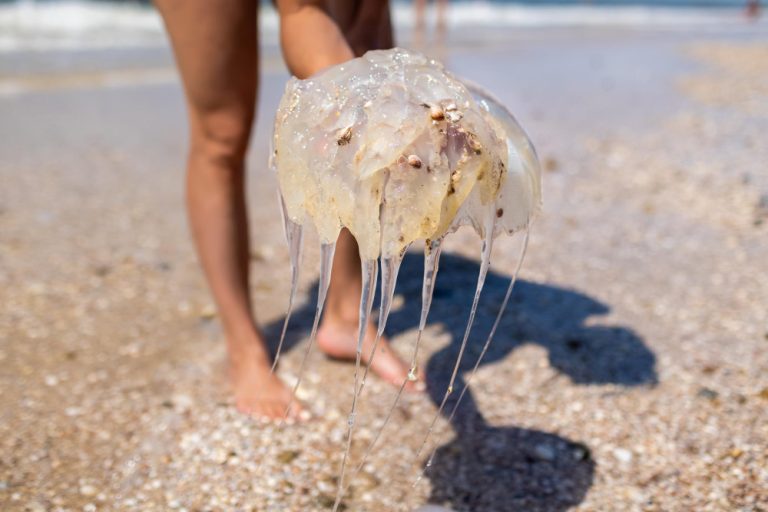 Mujer en playa cogiendo gran medusa muerta